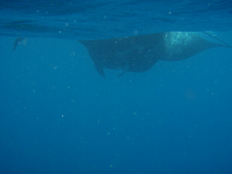 Manta2 (45k image)