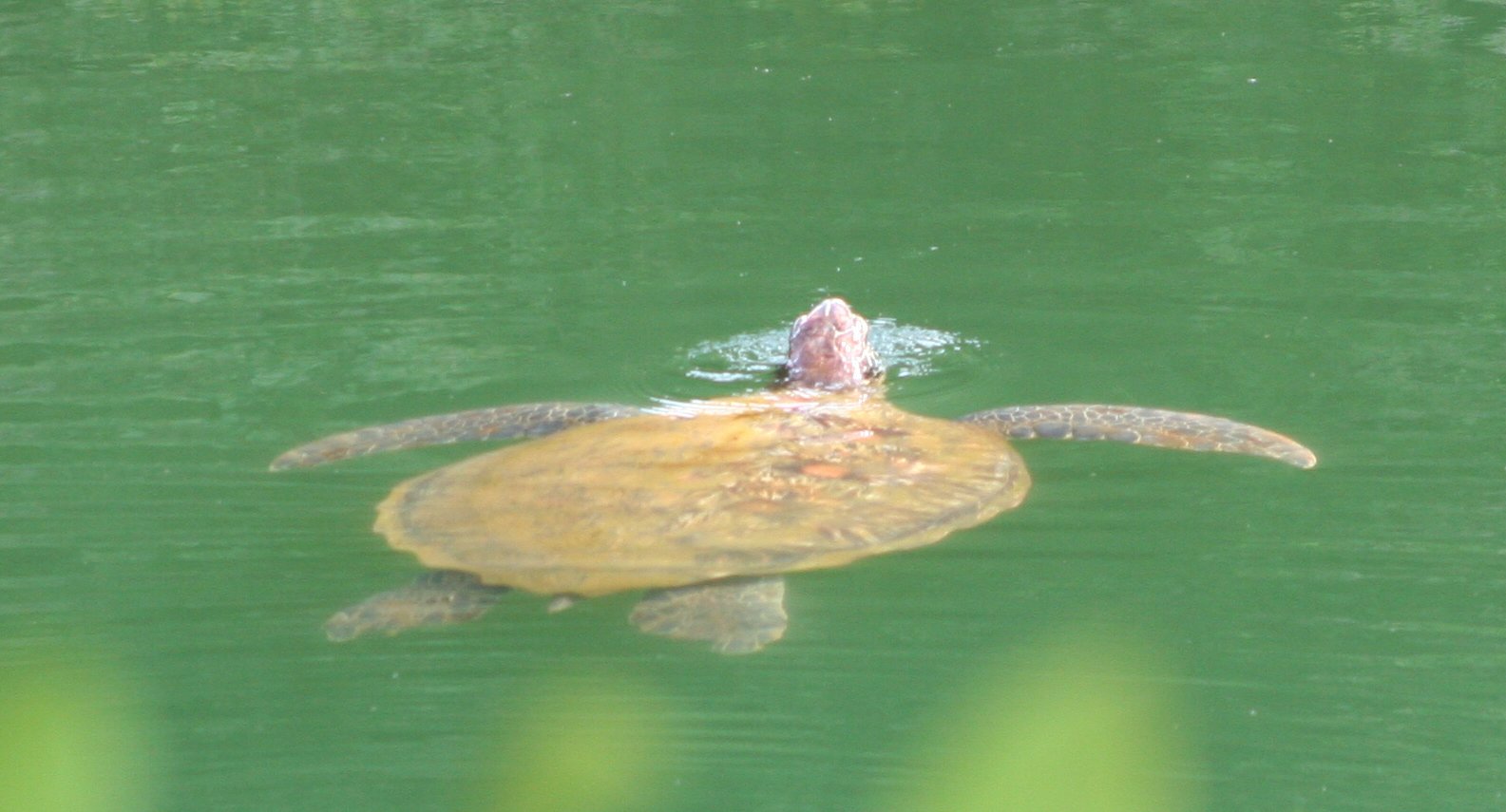 turtle4 (170k image)